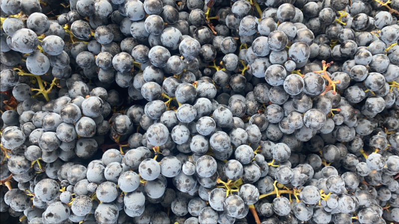 Harvest2020 upclose carm
