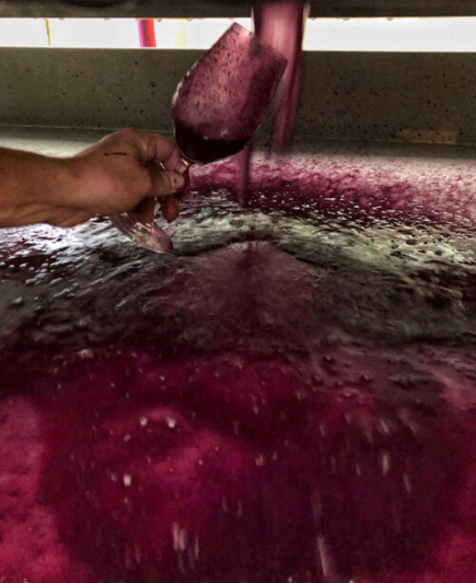 Lariana cellars 2019 press syrah