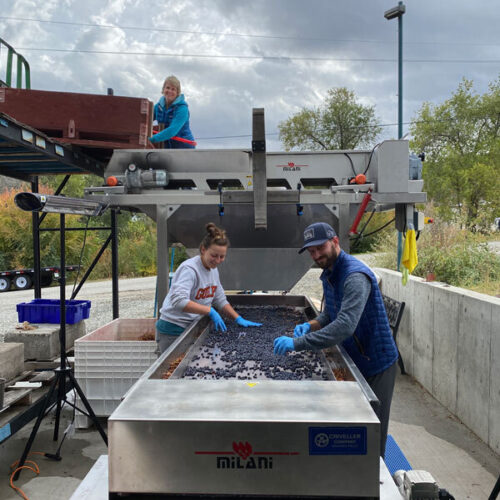 Harvest2020 sortingtable team