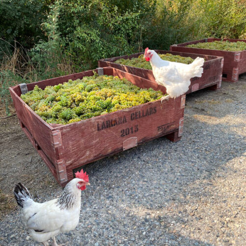 Harvest2020 viognier chickens