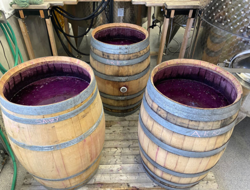 Ferments2020 syrah barrels