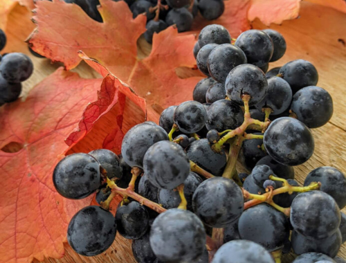 Harvest2020 carm upclose