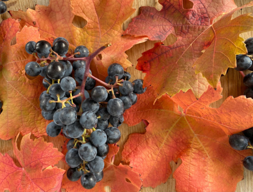 Harvest2020 carm with leaves2