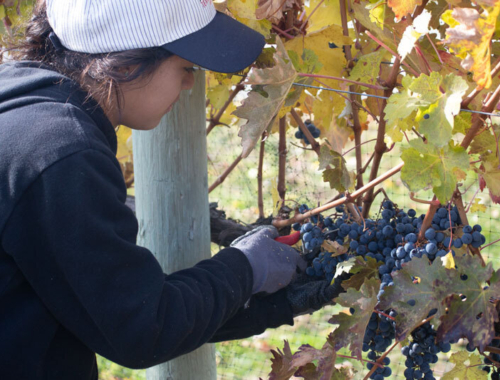 Lariana cellars harvest closeup picking