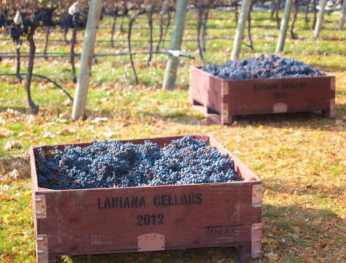 Lariana cellars harvest19 bins