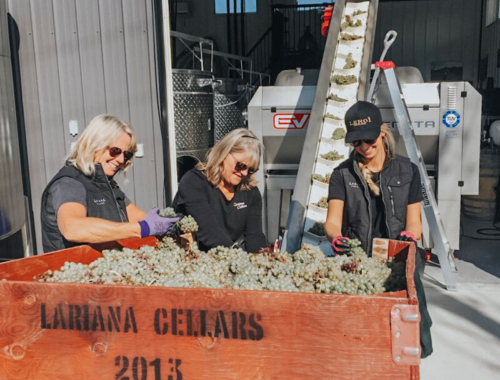 Lariana cellars harvest19 viognier2