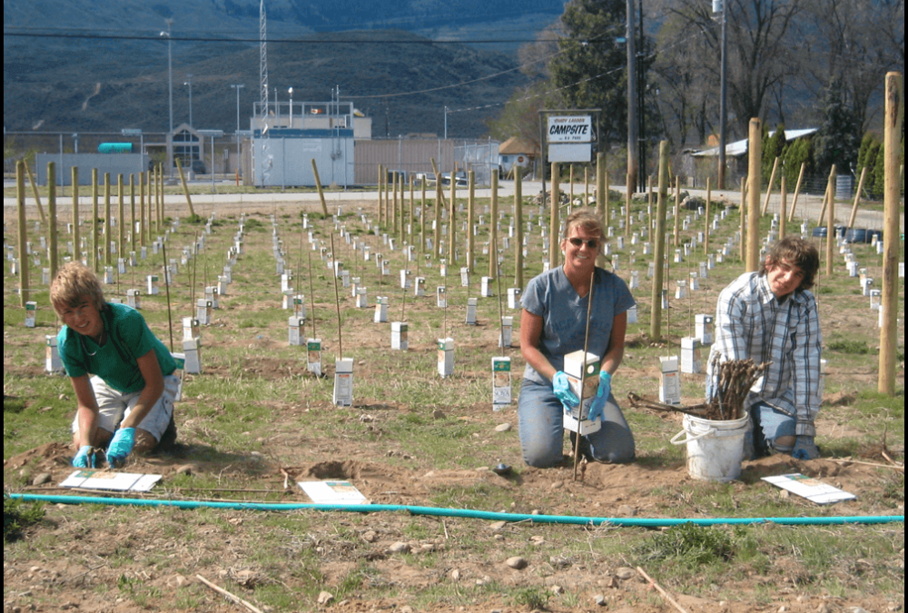 Lariana_cellars-family-planting